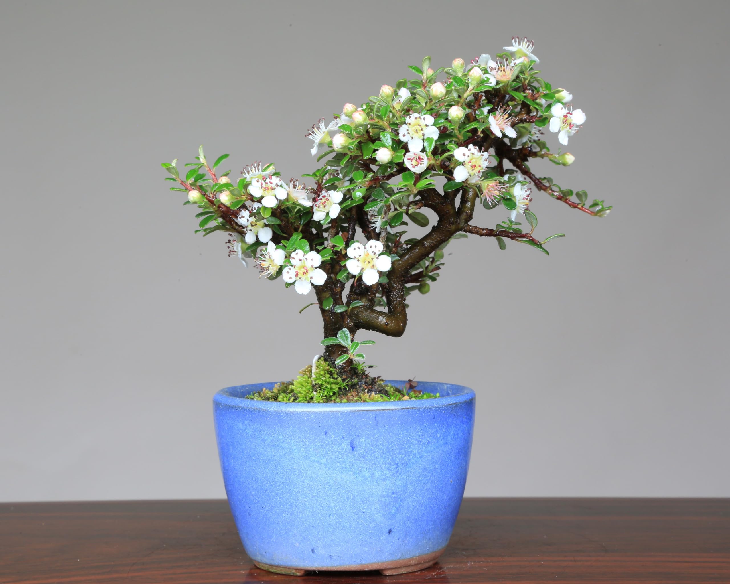 白四手（シロシデ）盆栽 SS006 白四手（シロシデ）盆栽 SS006